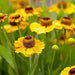Helenium (bareroot plant)  hardy perennial Sneezeweed - Caribbean garden seed
