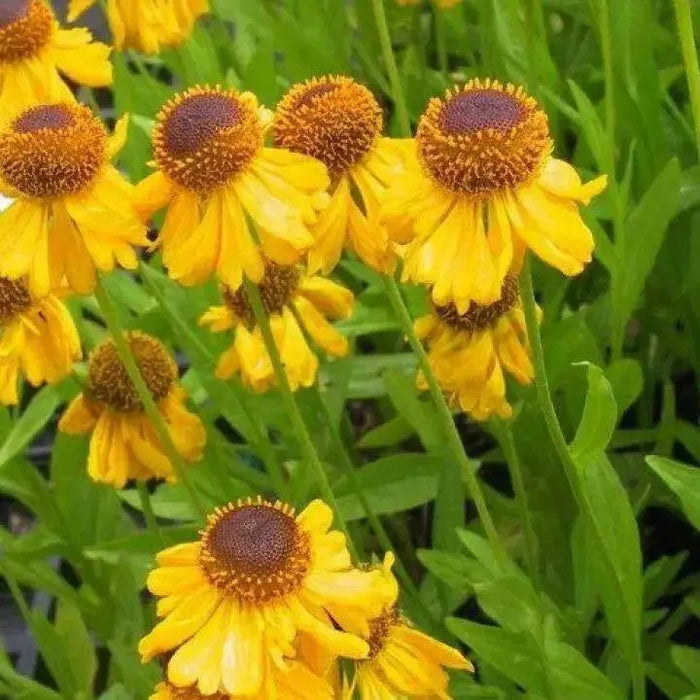 Helenium (bareroot plant)  hardy perennial Sneezeweed - Caribbean garden seed