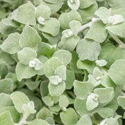 Helichrysum Licorice Plant (LIVE STARTER PLANT) foliage - Caribbean garden seed