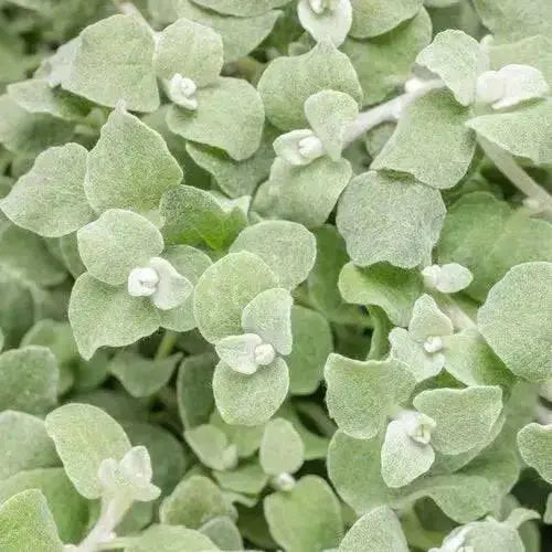 Helichrysum Licorice Plant (LIVE STARTER PLANT) foliage - Caribbean garden seed