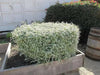 Helichrysum Licorice Plant (LIVE STARTER PLANT) foliage - Caribbean garden seed