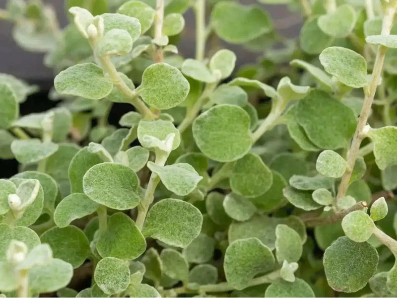 Helichrysum Licorice Plant (LIVE STARTER PLANT) foliage - Caribbean garden seed