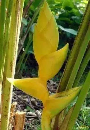 Heliconia Champneiana "Maya GOLD" Heliconia Seeds - Caribbean garden seed