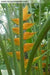 Heliconia Champneiana "Maya GOLD" Heliconia Seeds - Caribbean garden seed