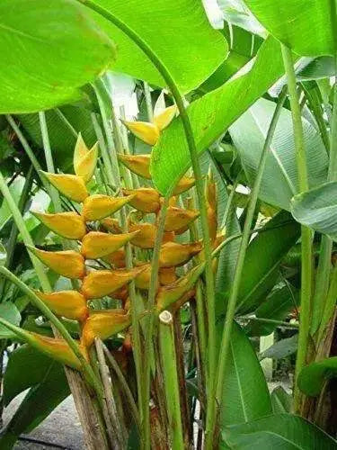 Heliconia Champneiana "Maya GOLD" Heliconia Seeds - Caribbean garden seed