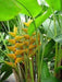 Heliconia Champneiana "Maya GOLD" Heliconia Seeds - Caribbean garden seed