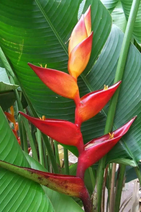 Heliconia Champneiana "Maya GOLD" Heliconia Seeds - Caribbean garden seed