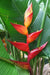 Heliconia Champneiana "Maya GOLD" Heliconia Seeds - Caribbean garden seed