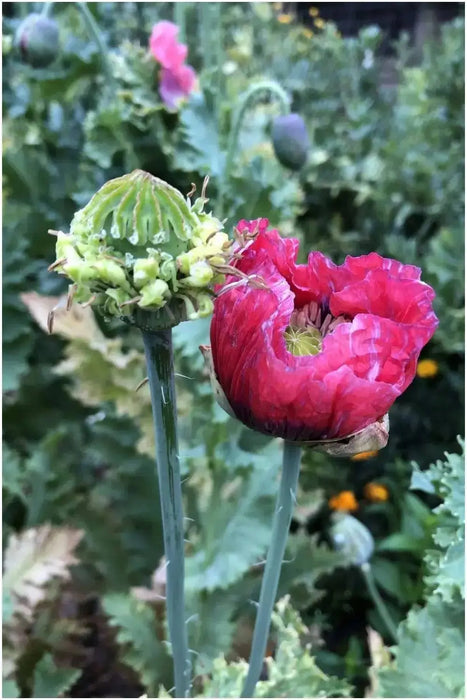 Hen and Chickens Poppy Bundle - Caribbean garden seed