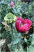 Hen and Chickens Poppy Bundle - Caribbean garden seed