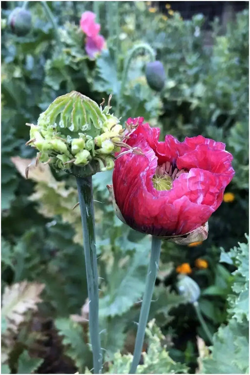 Hen and Chickens Poppy Bundle - Caribbean garden seed