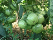 Heirloom Tomato Seeds 'Brandywine Black' -  Great for Sandwiches, salads,grilling and more ! - Caribbean garden seed