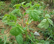 Heirloom Tomato Seeds 'Brandywine Black' -  Great for Sandwiches, salads,grilling and more ! - Caribbean garden seed