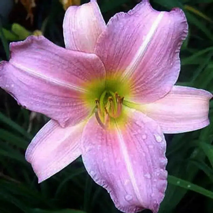Hemerocallis Catherine Woodbery, daylily, BAREROOT - Caribbean garden seed