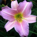 Hemerocallis Catherine Woodbery, daylily, BAREROOT - Caribbean garden seed