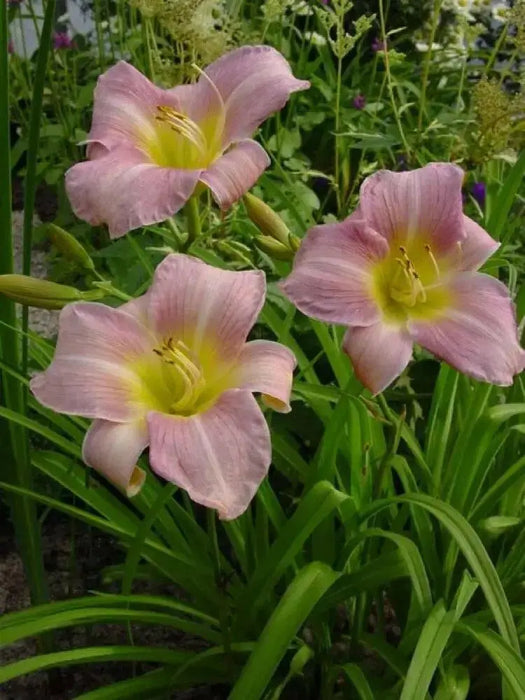 Hemerocallis Catherine Woodbery, daylily, BAREROOT - Caribbean garden seed