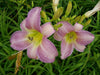 Hemerocallis Catherine Woodbery, daylily, BAREROOT - Caribbean garden seed