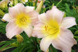 Hemerocallis Catherine Woodbery, daylily, BAREROOT - Caribbean garden seed