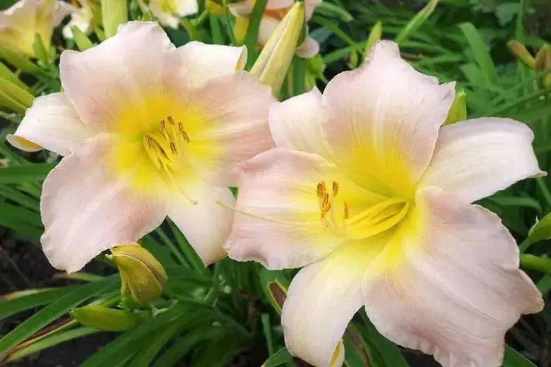 Hemerocallis Catherine Woodbery, daylily, BAREROOT - Caribbean garden seed