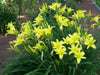 Hemerocallis Hyperion yellow, daylily, BAREROOT - Caribbean garden seed