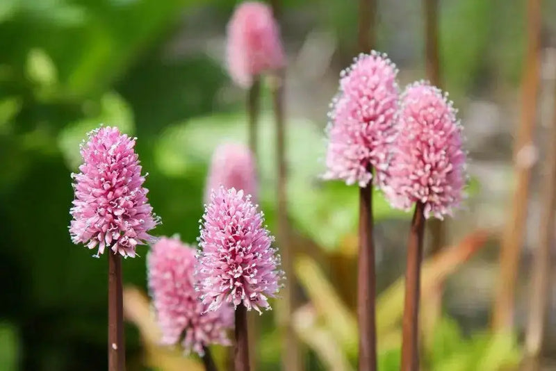 HELONIAS bullata  FLOWER SEEDS, Swamp Pink-  Perennial - Caribbean garden seed