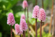 HELONIAS bullata  FLOWER SEEDS, Swamp Pink-  Perennial - Caribbean garden seed
