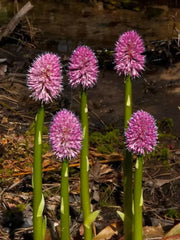 HELONIAS bullata  FLOWER SEEDS, Swamp Pink-  Perennial - Caribbean garden seed