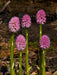 HELONIAS bullata  FLOWER SEEDS, Swamp Pink-  Perennial - Caribbean garden seed