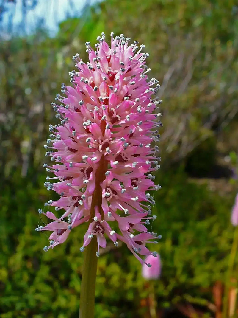HELONIAS bullata  FLOWER SEEDS, Swamp Pink-  Perennial - Caribbean garden seed