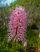 HELONIAS bullata  FLOWER SEEDS, Swamp Pink-  Perennial - Caribbean garden seed