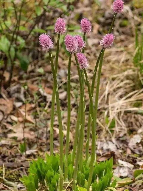 HELONIAS bullata  FLOWER SEEDS, Swamp Pink-  Perennial - Caribbean garden seed