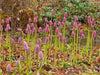 HELONIAS bullata  FLOWER SEEDS, Swamp Pink-  Perennial - Caribbean garden seed