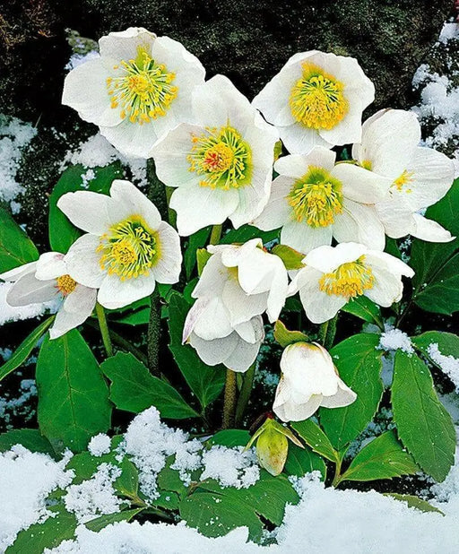 Helleborus Bareroot , Christmas Rose’ perennial,Lenten Rose - Caribbean garden seed