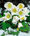 Helleborus Bareroot , Christmas Rose’ perennial,Lenten Rose - Caribbean garden seed