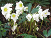 Helleborus Bareroot , Christmas Rose’ perennial,Lenten Rose - Caribbean garden seed