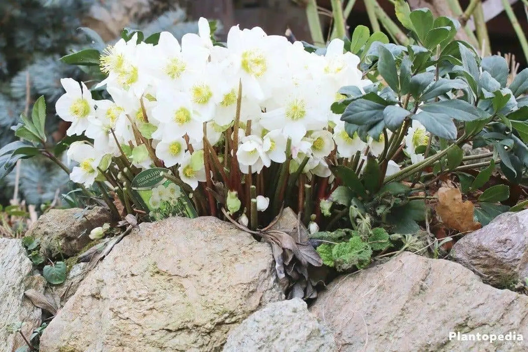 Helleborus Bareroot , Christmas Rose’ perennial,Lenten Rose - Caribbean garden seed