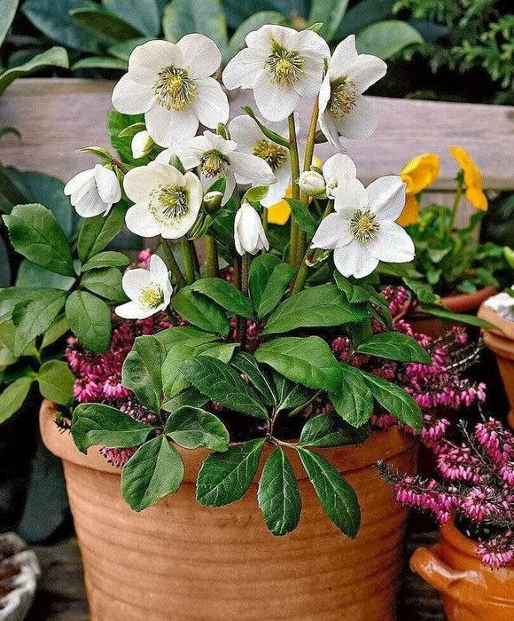 Helleborus Bareroot , Christmas Rose’ perennial,Lenten Rose - Caribbean garden seed