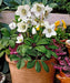 Helleborus Bareroot , Christmas Rose’ perennial,Lenten Rose - Caribbean garden seed