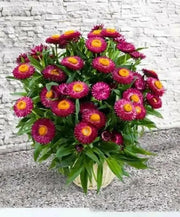 Helichrysum bracteatum (Strawflower- Bright Rose) Wildflower Seeds- Re-Seeds Itself. - Caribbean garden seed
