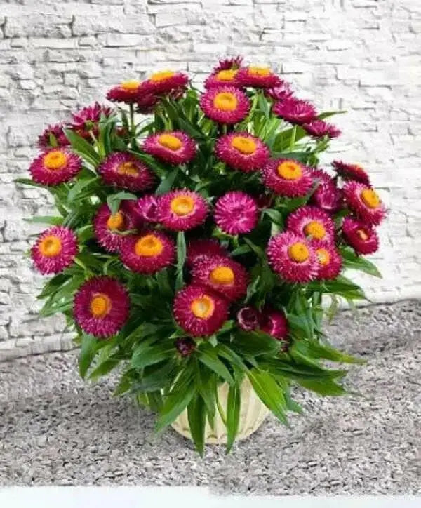 Helichrysum bracteatum (Strawflower- Bright Rose) Wildflower Seeds- Re-Seeds Itself. - Caribbean garden seed