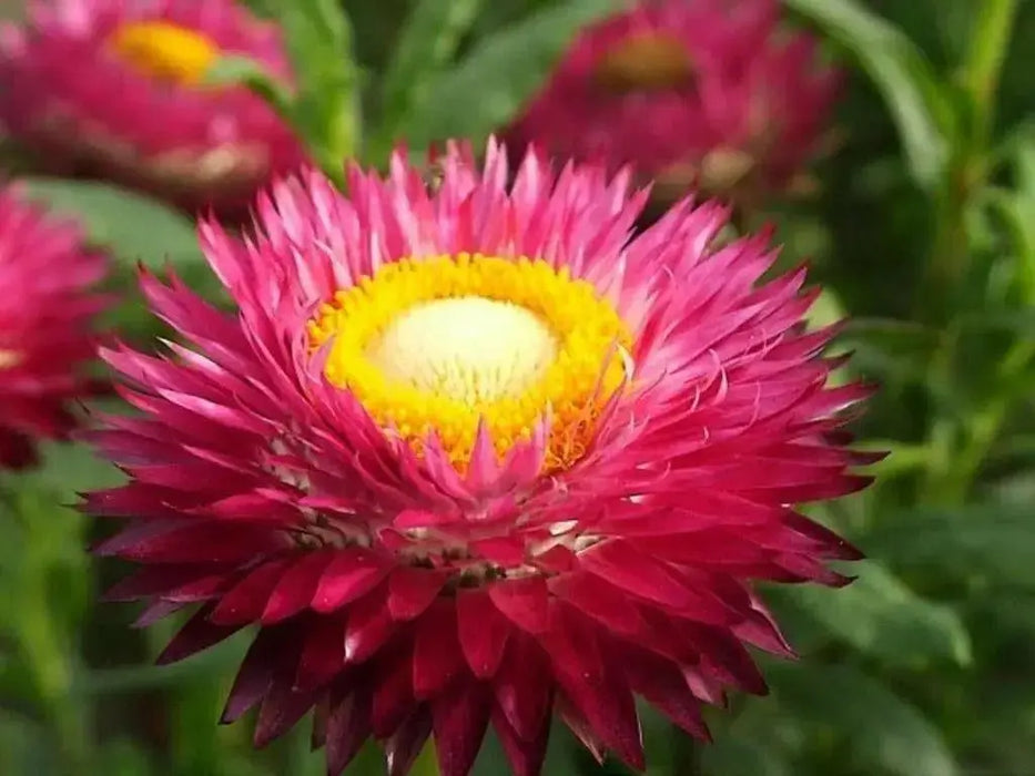 Helichrysum bracteatum (Strawflower- Bright Rose) Wildflower Seeds- Re-Seeds Itself. - Caribbean garden seed