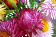 Helichrysum bracteatum (Strawflower- Bright Rose) Wildflower Seeds- Re-Seeds Itself. - Caribbean garden seed