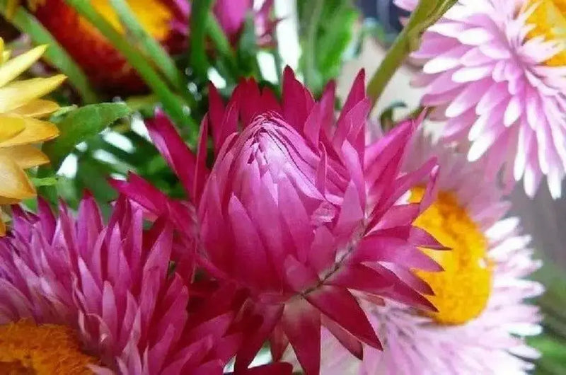 Helichrysum bracteatum (Strawflower- Bright Rose) Wildflower Seeds- Re-Seeds Itself. - Caribbean garden seed