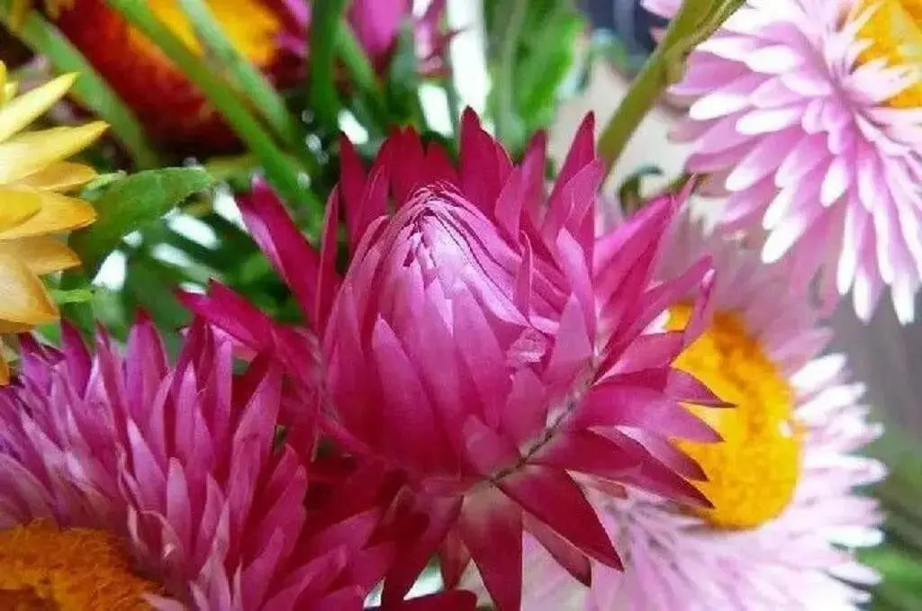 Helichrysum bracteatum (Strawflower- Bright Rose) Wildflower Seeds- Re-Seeds Itself. - Caribbean garden seed