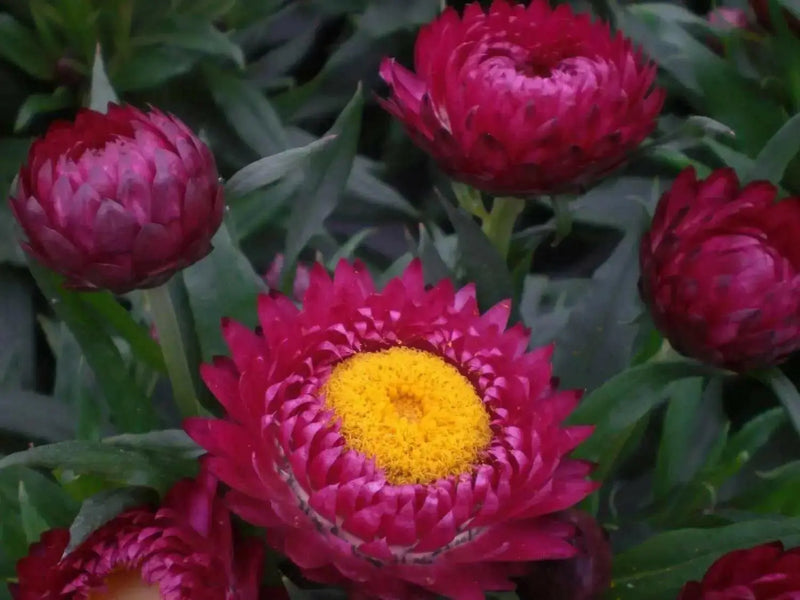 Helichrysum bracteatum (Strawflower- Bright Rose) Wildflower Seeds- Re-Seeds Itself. - Caribbean garden seed