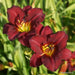 Hemerocallis Wine Delight, daylily, BAREROOT - Caribbean garden seed