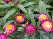 Helichrysum bracteatum (Strawflower- Bright Rose) Wildflower Seeds- Re-Seeds Itself. - Caribbean garden seed