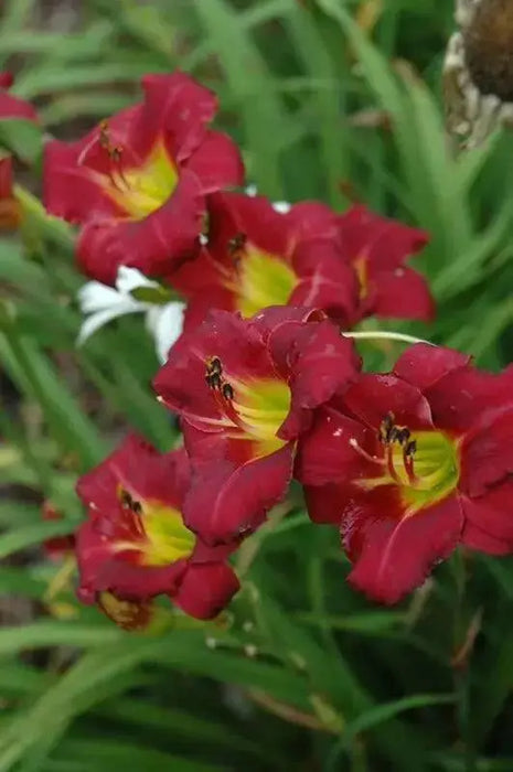 Hemerocallis Wine Delight, daylily, BAREROOT - Caribbean garden seed