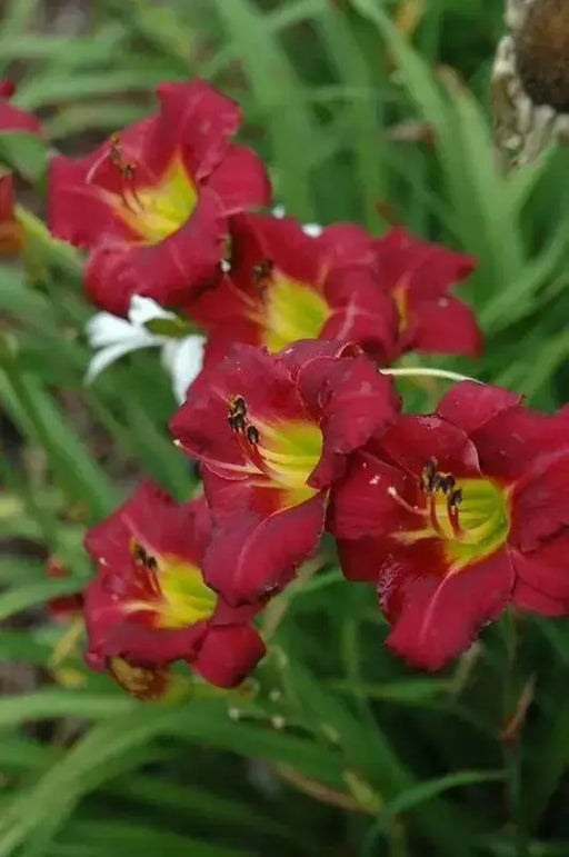 Hemerocallis Wine Delight, daylily, BAREROOT - Caribbean garden seed