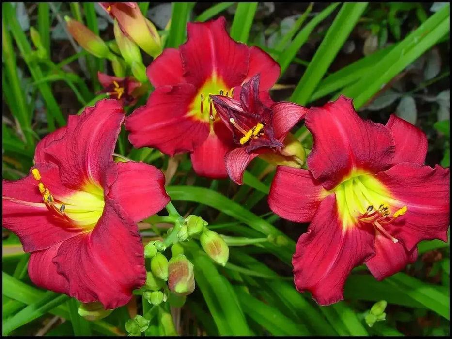 Hemerocallis Wine Delight, daylily, BAREROOT - Caribbean garden seed